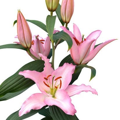 Lily Oriental Pink tessa 3/5 b