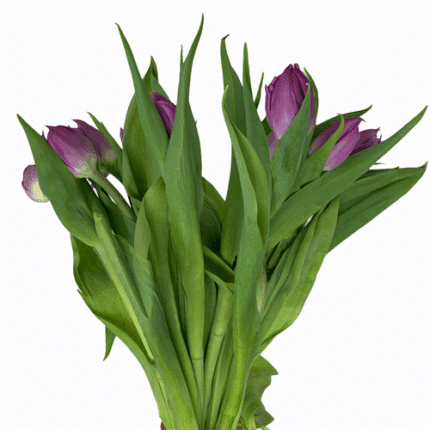 Tulip Kosada holl xtra