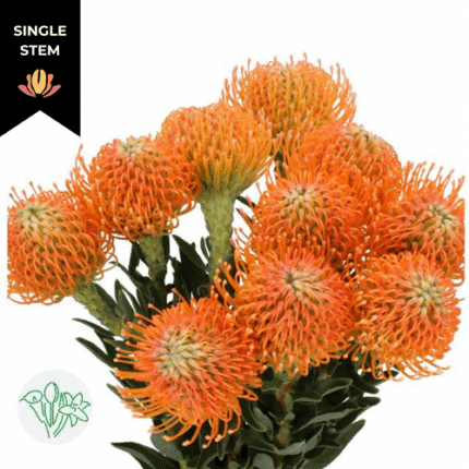 Pins Peach holex(STEM)