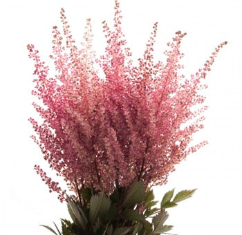 Astilbe Erika holl - ASTI 1 ER