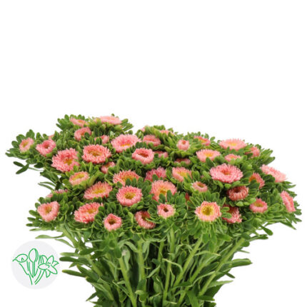 Aster Matsu Peach holl