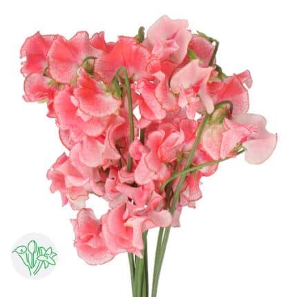 Sweet Pea Mist Salmon holl