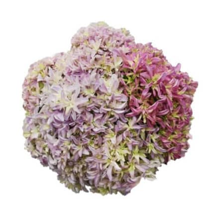 Hydrangea Japanese Rainbow fre