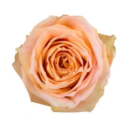 Rose Shukrani 50cm rprima