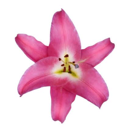 Lily Competition Esm. 3/5 Blm