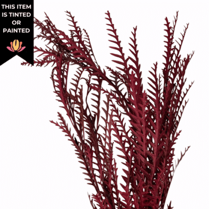 Grevillea Cinnamon tutuli