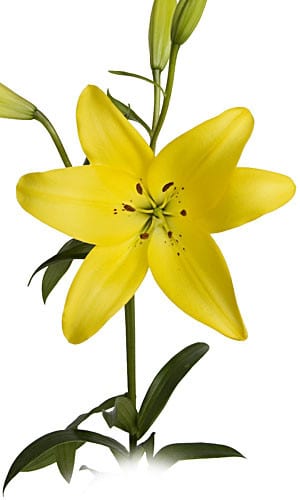 Lily Dazzle yellow sole