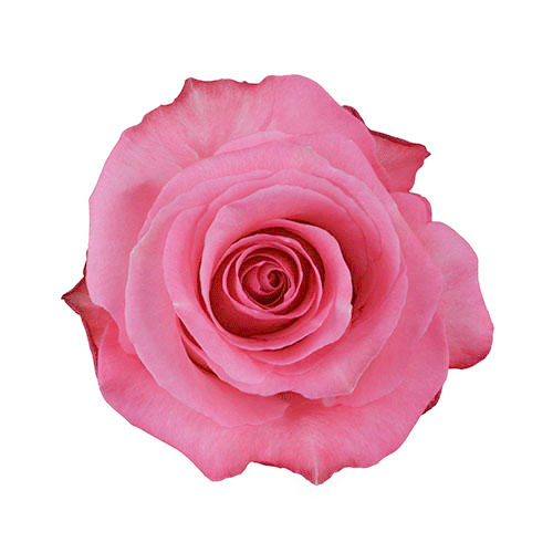 1dc08545-0731-40dd-a060-85f9709ac62c.png Rose Conquista 50cm rprima - Image 1