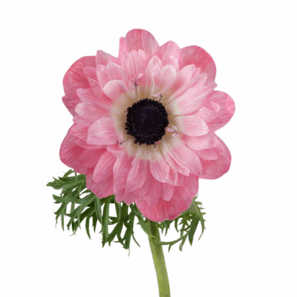 Anemone Fullstar Coral rprima