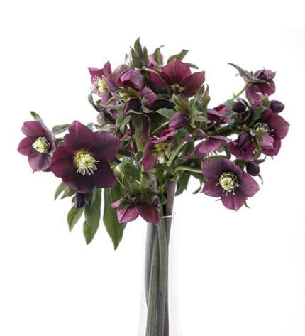 Helleborus Red holl