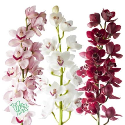 Cymbidium Vday(5st) Asst 8+60