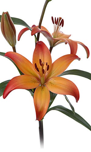 Lily RoyalSunset sole