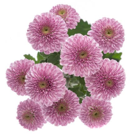 Pom Nov Button Lavender sole