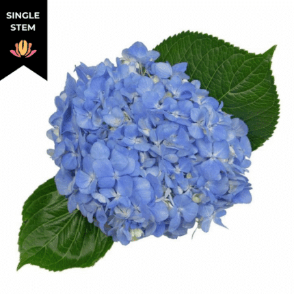 Hydrangea Shock Blue bella(st)