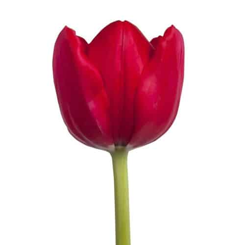 1e136d42-1b27-4256-982b-cb4804368a66.jpg Tulip Red canada - Image 1