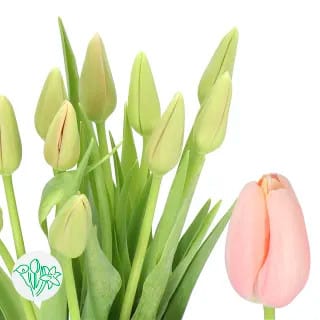 Tulip French Menton 60cm holl