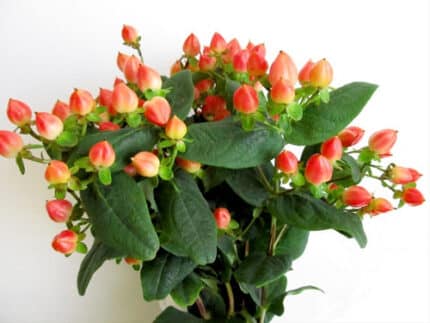 Hypericum Magical peach rio