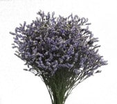 Limonum Blue amerilink