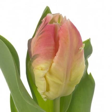 Tulip Yellow Pink Parrot holl