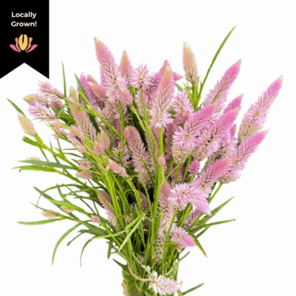 Celosia Flamingo cramer