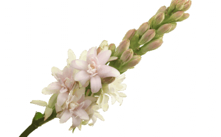 Tuberrose Pink holex