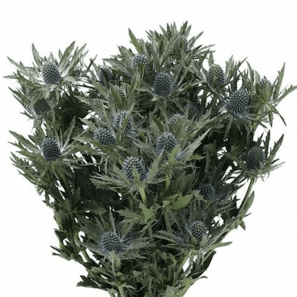 Eryngium Pyramid 50cm holl