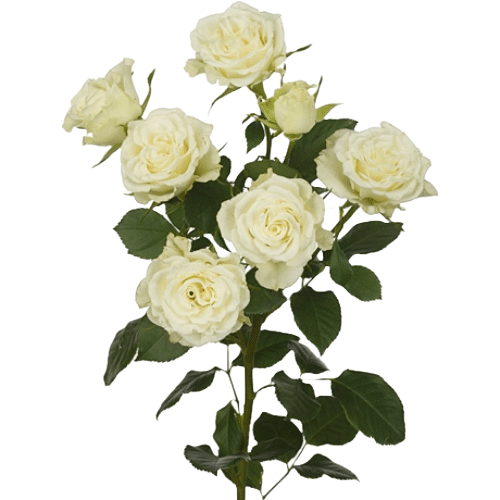 1e362811-9000-44e9-87b8-fe7e3d6cbf24.png Rose Garden Spray Artic Flow ( - Image 1