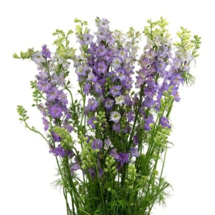 Larkspur Lilac 80/90cm holex