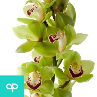 Cymbidium Limones holl(STEM)