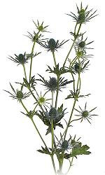 Eryngium Questar Sirius holl