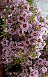 Waxflower dk pink hyb tutuli