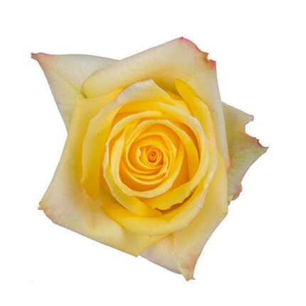 Rose Mohana 50cm rprima