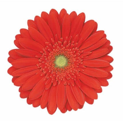 Gerber Red Explosion holl(25st