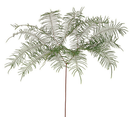 Blue Sea Star Fern holl