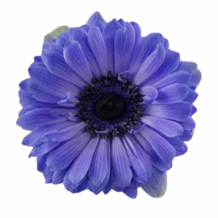 Anemone Fullstar Lavender rpri