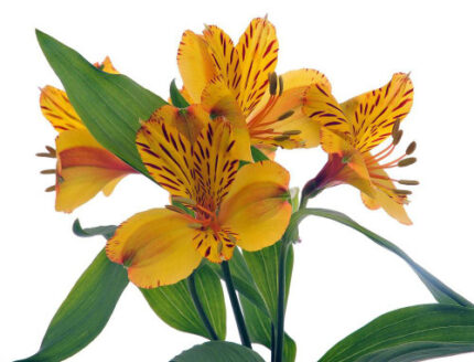 Alstro Jamaica rio yellow