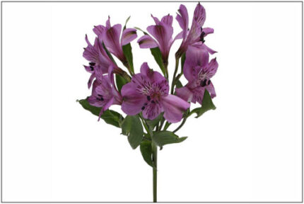 Alstro Cote D'zur sel purp