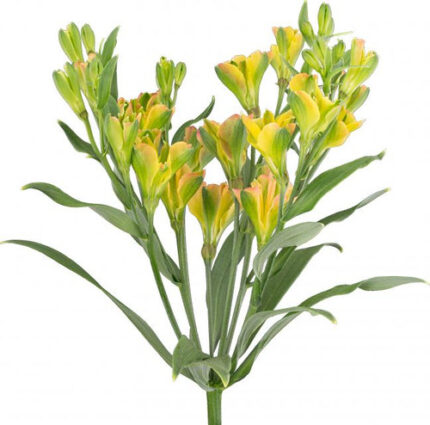 Alstro. Fireflies Yellow Charmelia much