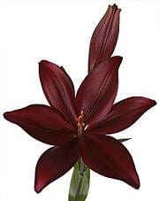 LA RED alert lily holl