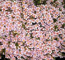 Waxflower Blush premium