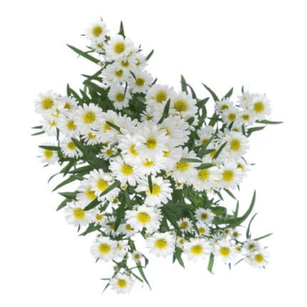 Casino Mardi White esmeralda s