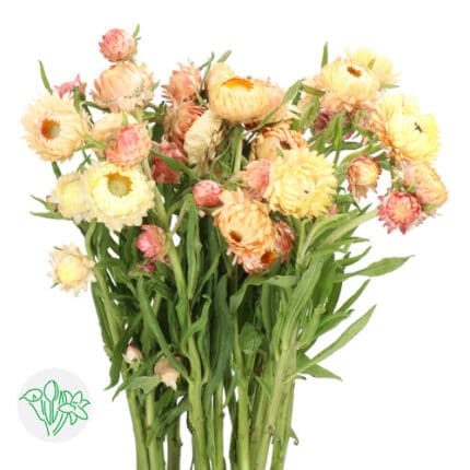 Strawflower Peach holex