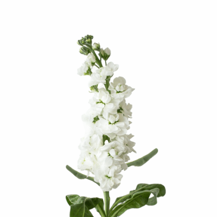 Stock White mia