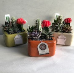 CERAMIC CACTUS GARDEN