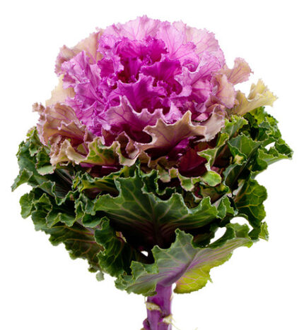 Brassica Bogdana holex(STEM)
