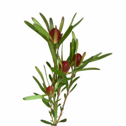 Leuco Cherry Pearl holl