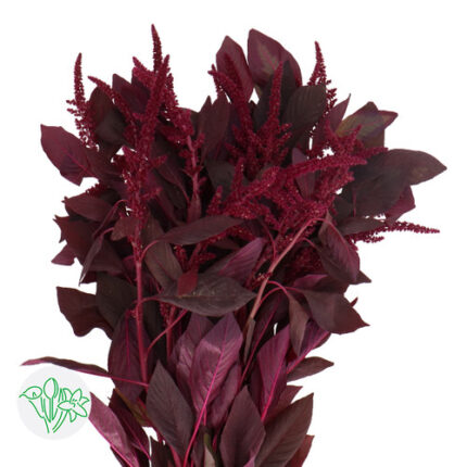 Amaranthus Upright Red Velvet
