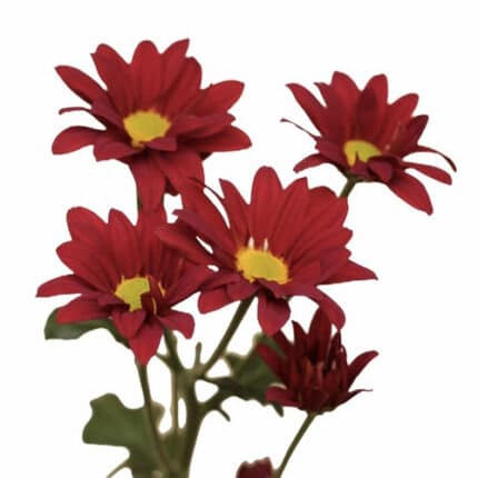 Pom Daisy Red gdns