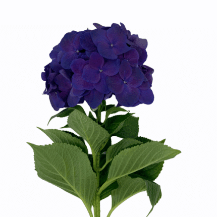Hydrangea Royal Queen holl(STEM)