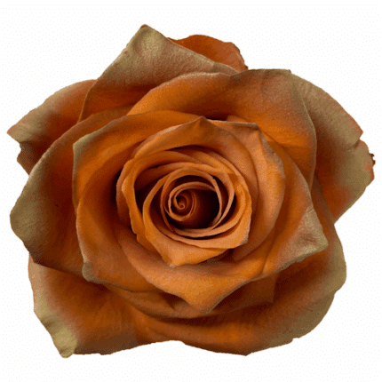 Rose Autumn Laurel 50cm florec